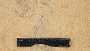 Beach Sand